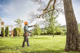 Best Tree Health Inspection  in Middletown, NY